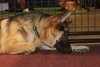 STASHA