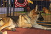 STASHA