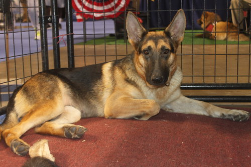 STASHA