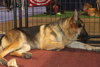 STASHA