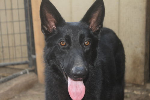 LUNA - $350