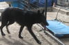 LUNA - $350