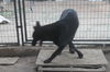 LUNA - $350