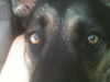 SHERLOCK