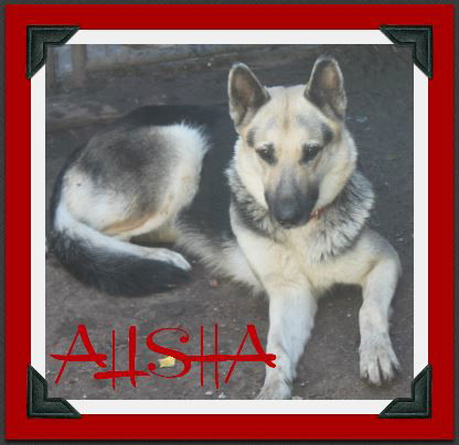 ALISHA