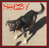 SHELBY
