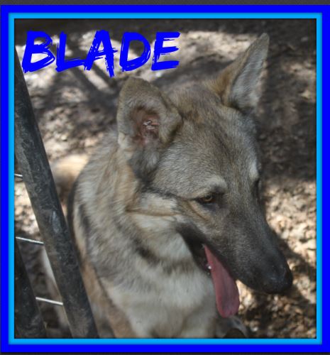 BLADE