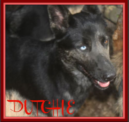 DUTCHIE