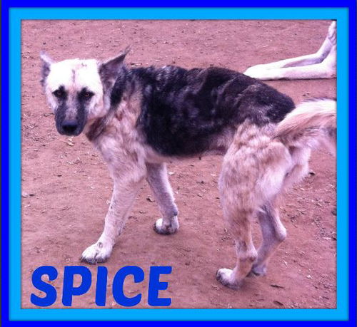 SPICE