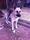LUCAS