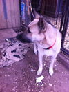 LUCAS