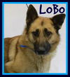 LOBO