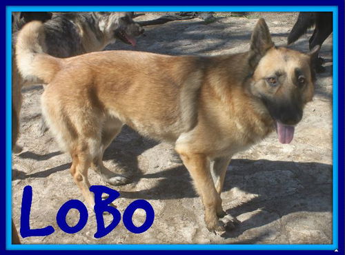 LOBO