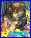 BENSON