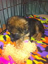 BENSON
