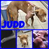 JUDD