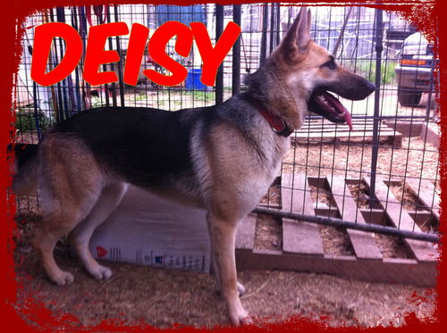 DEISY