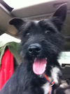 SCOTTIE