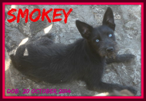 SMOKEY