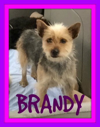 BRANDY