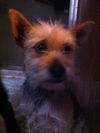 BRANDY