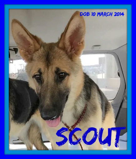 SCOUT