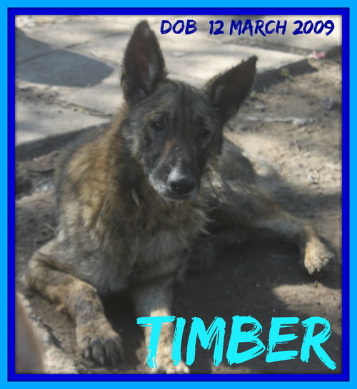 TIMBER