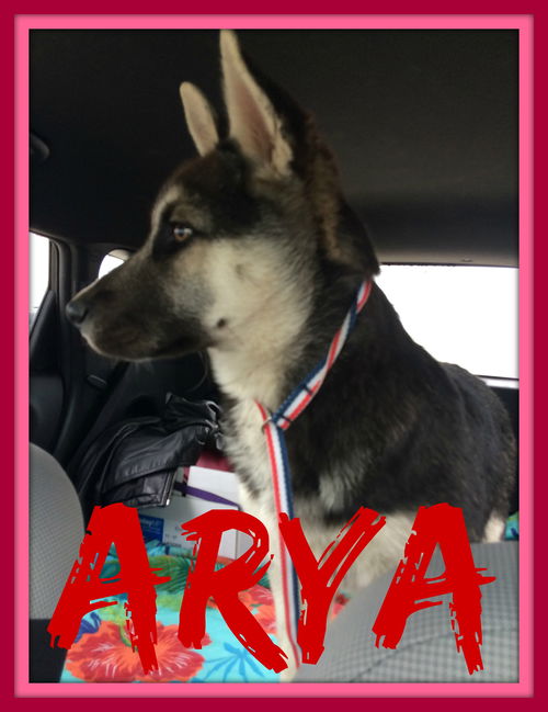 ARYA