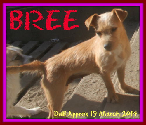 BREE