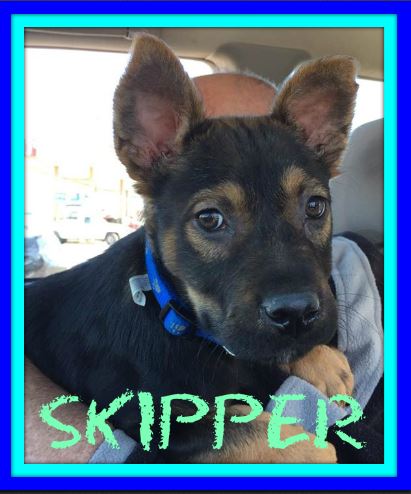 SKIPPER