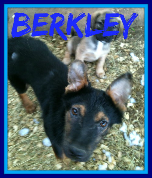 BERKLEY