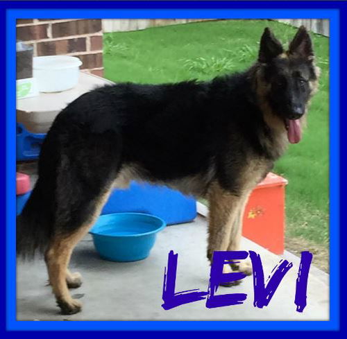 LEVI