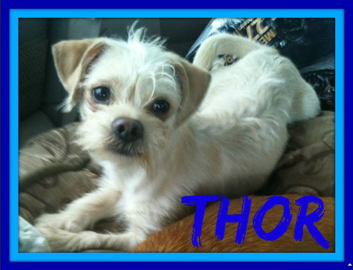 THOR