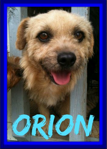 ORION