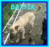 BAXTER