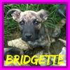 BRIDGETTE