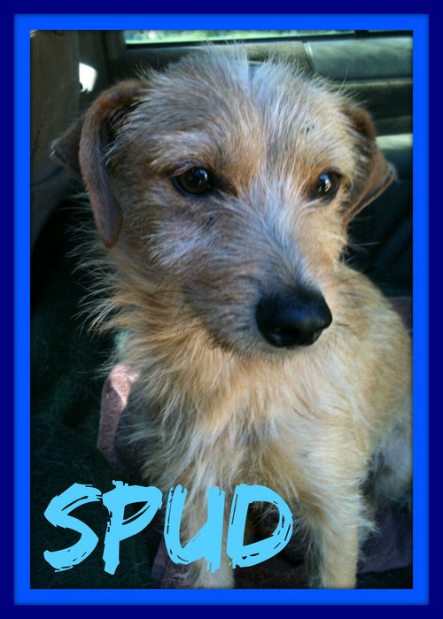SPUD