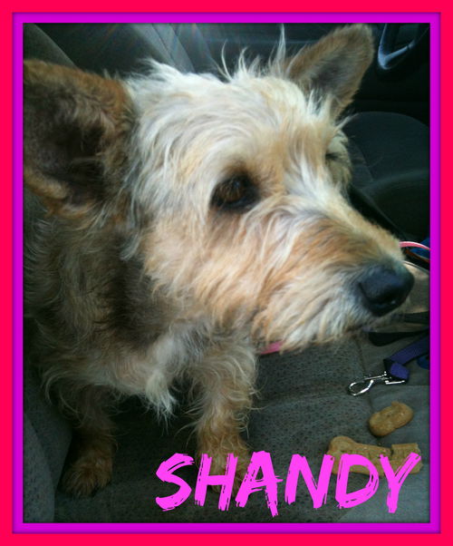 SHANDY