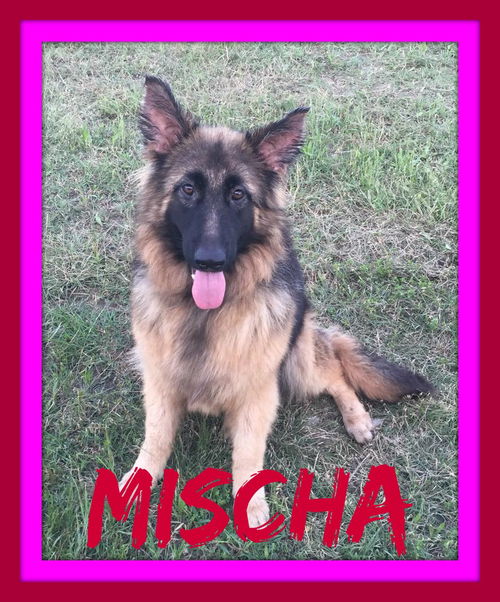 MISCHA