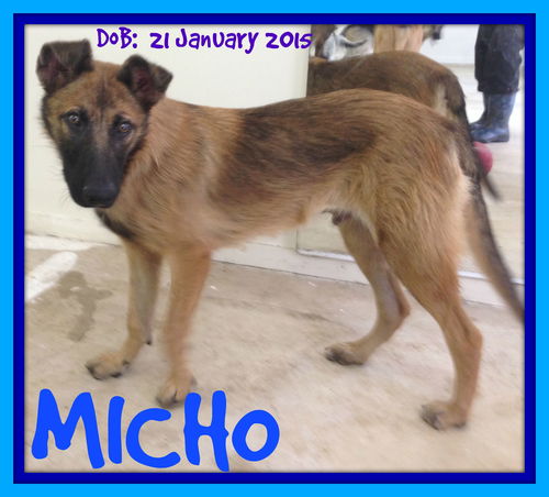 MICHO