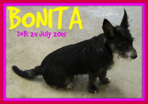 BONITA