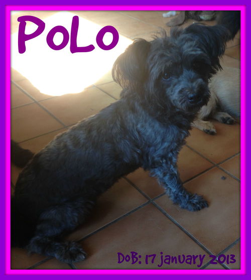 POLO