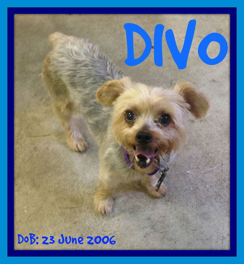 DIVO