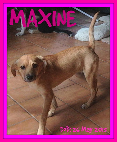 MAXINE