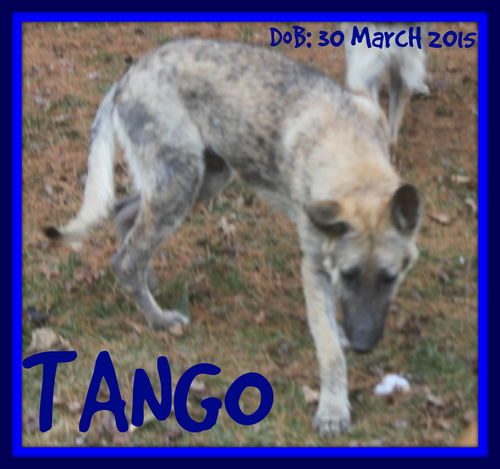 TANGO