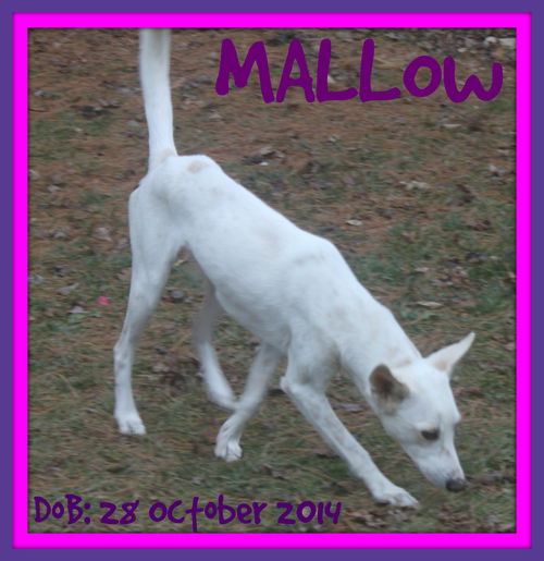 MALLOW