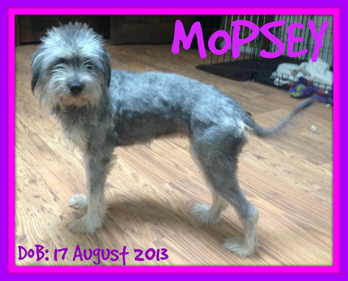 MOPSEY