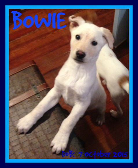 BOWIE