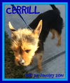 CERRILL