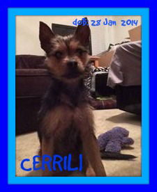 CERRILL